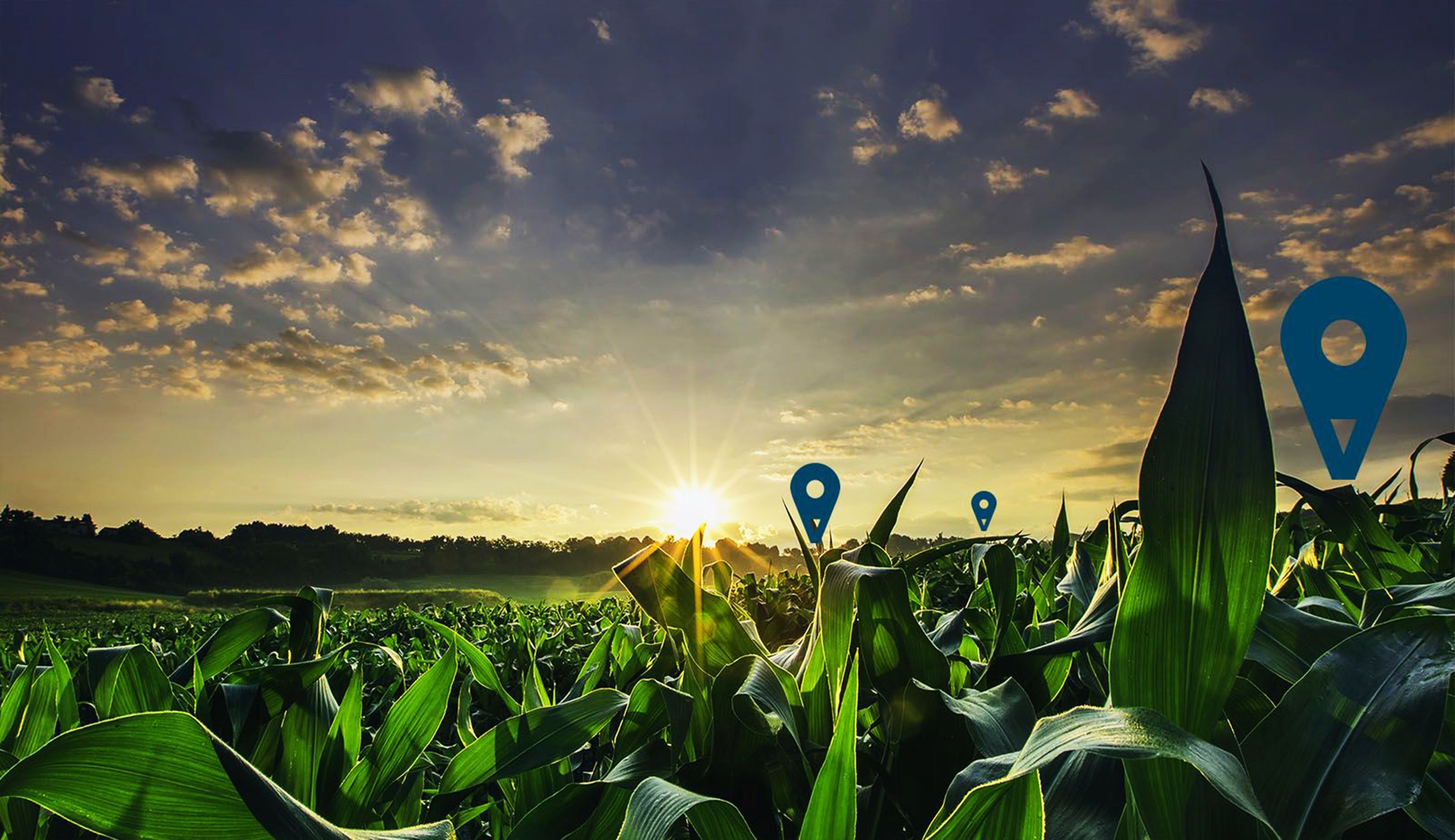 ROLE OF INFORMATION TECHNOLOGY (IT) IN AGRICULTURE